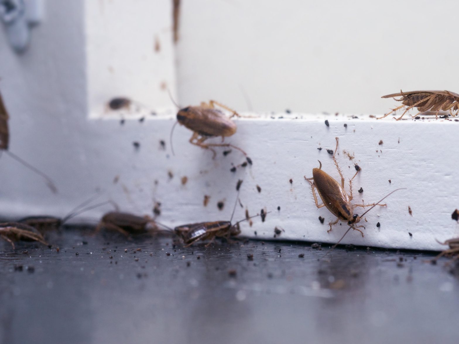 Bug Banish: Keeping Your Home Pest-Free