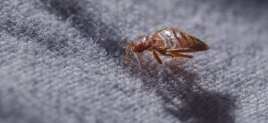 Tackling Household Pests