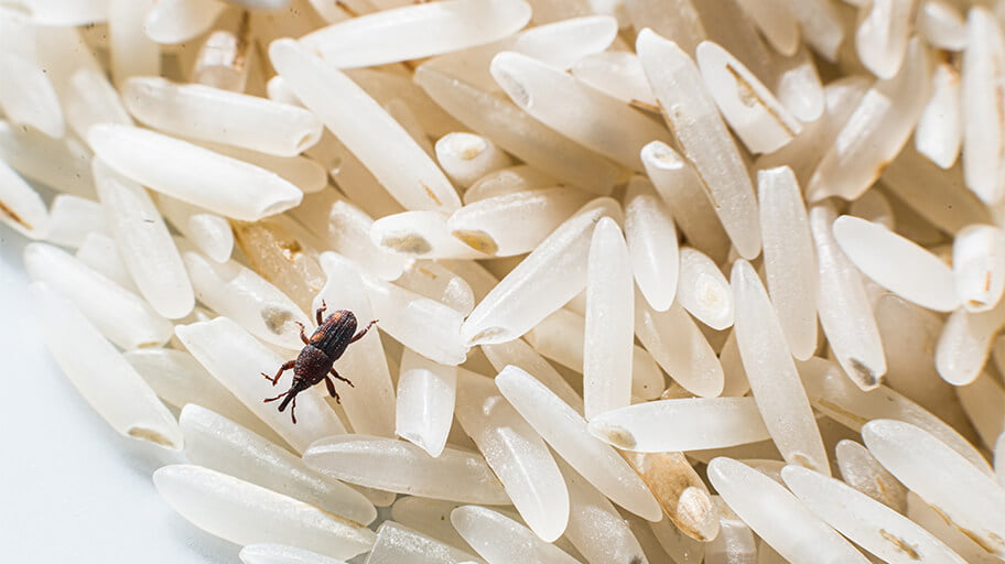 Tiny Troublemakers: Tackling Household Pests