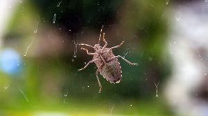 Tiny Troublemakers: Tackling Household Pests