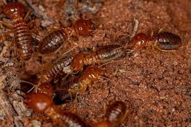 Termite Troubles: Quick Treatment Solutions