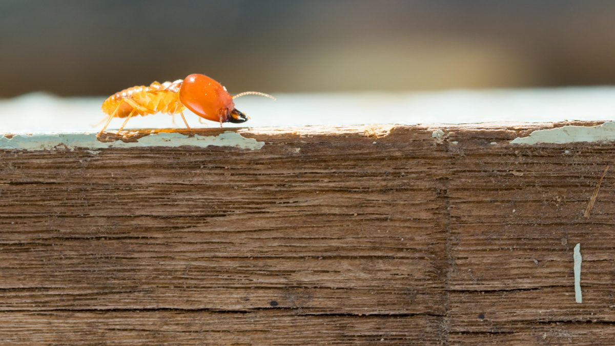 Termite Terminator: Effective Treatment Tips