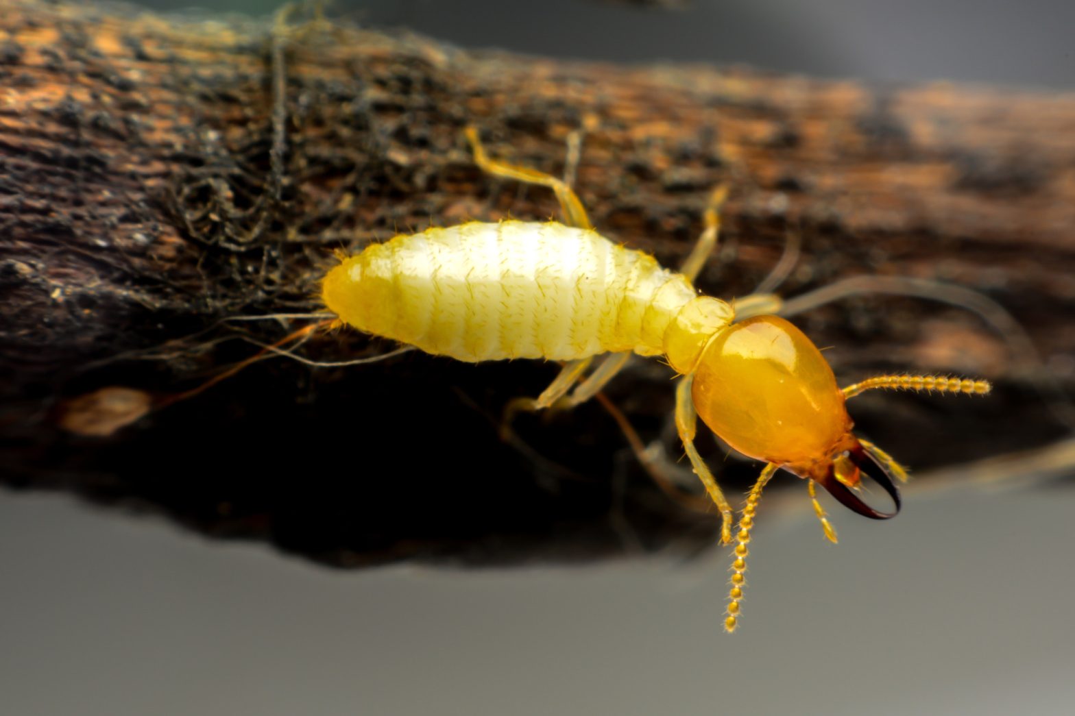 Termite Defense 101: Essential Treatment Techniques