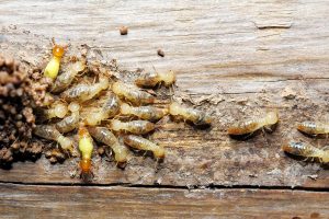 Termite Terminator: Effective Treatment Tips