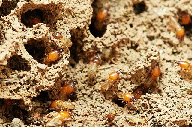 Termite Troubles: Quick Treatment Solutions