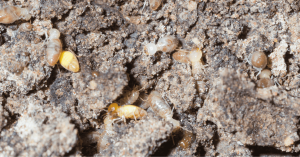 How to Prepare Your Home for a Termite Inspection