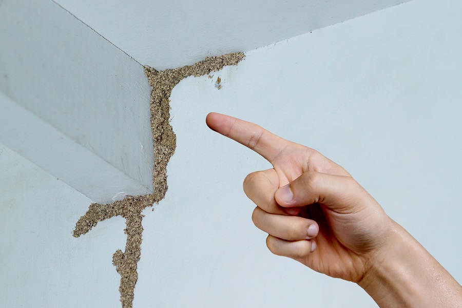 How to Prepare Your Home for a Termite Inspection