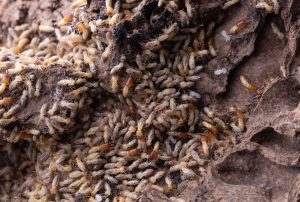 Devouring Homes: Termite Damage's Long-Term Effects