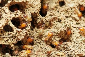 Structural Undermining: Termite Damage and Its Consequences