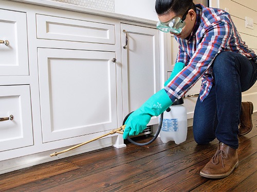 Beginner's Guide to Easy Pest Control Treatments