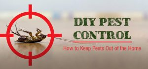 Effective DIY Pest Control Treatments for Your Home