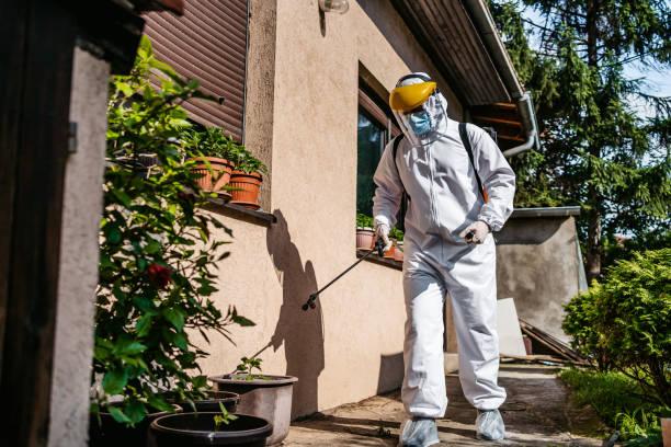 Easy Pest Control Solutions You Can Make at Home