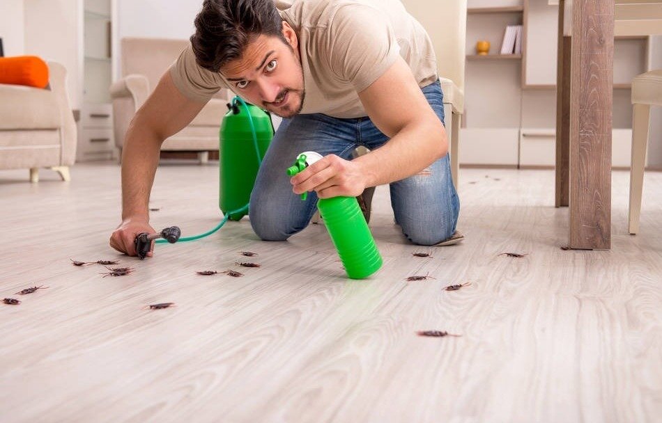 Effective DIY Pest Control Treatments for Your Home