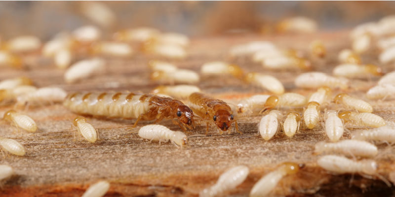 Termite Breeding Habits