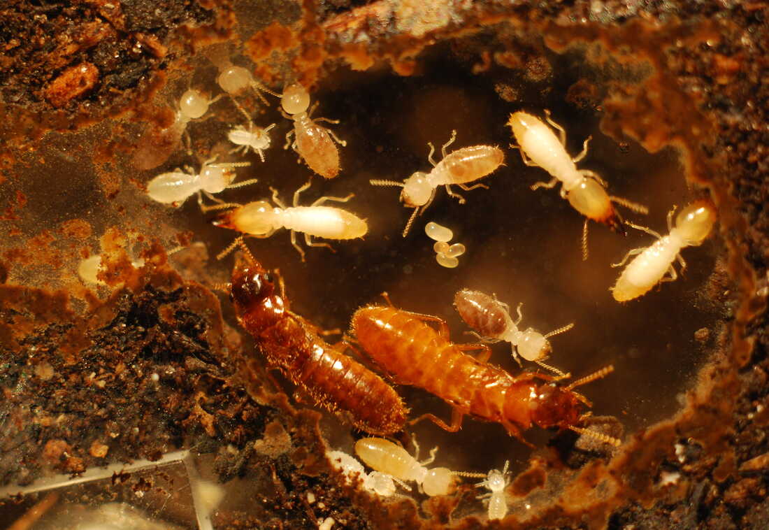 How Termite Colonies Expand