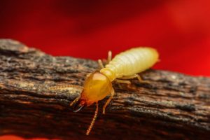 Termite Breeding Habits