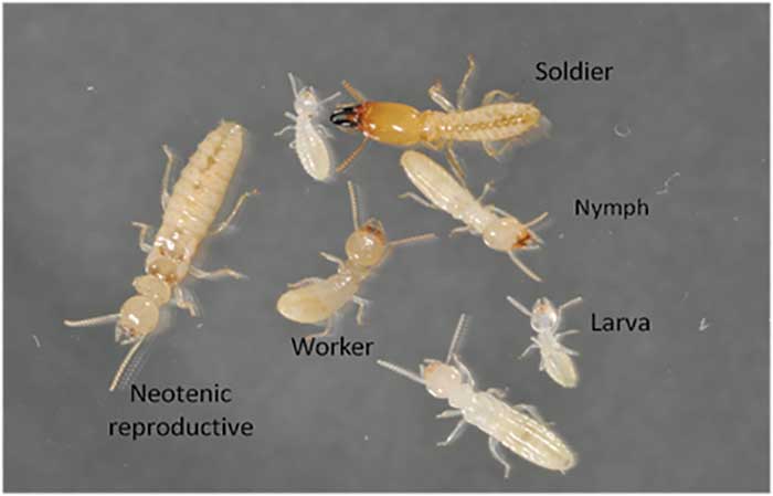 Inside Termite Reproduction