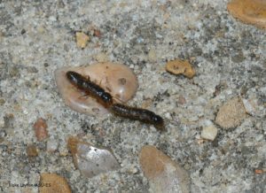 Inside Termite Reproduction