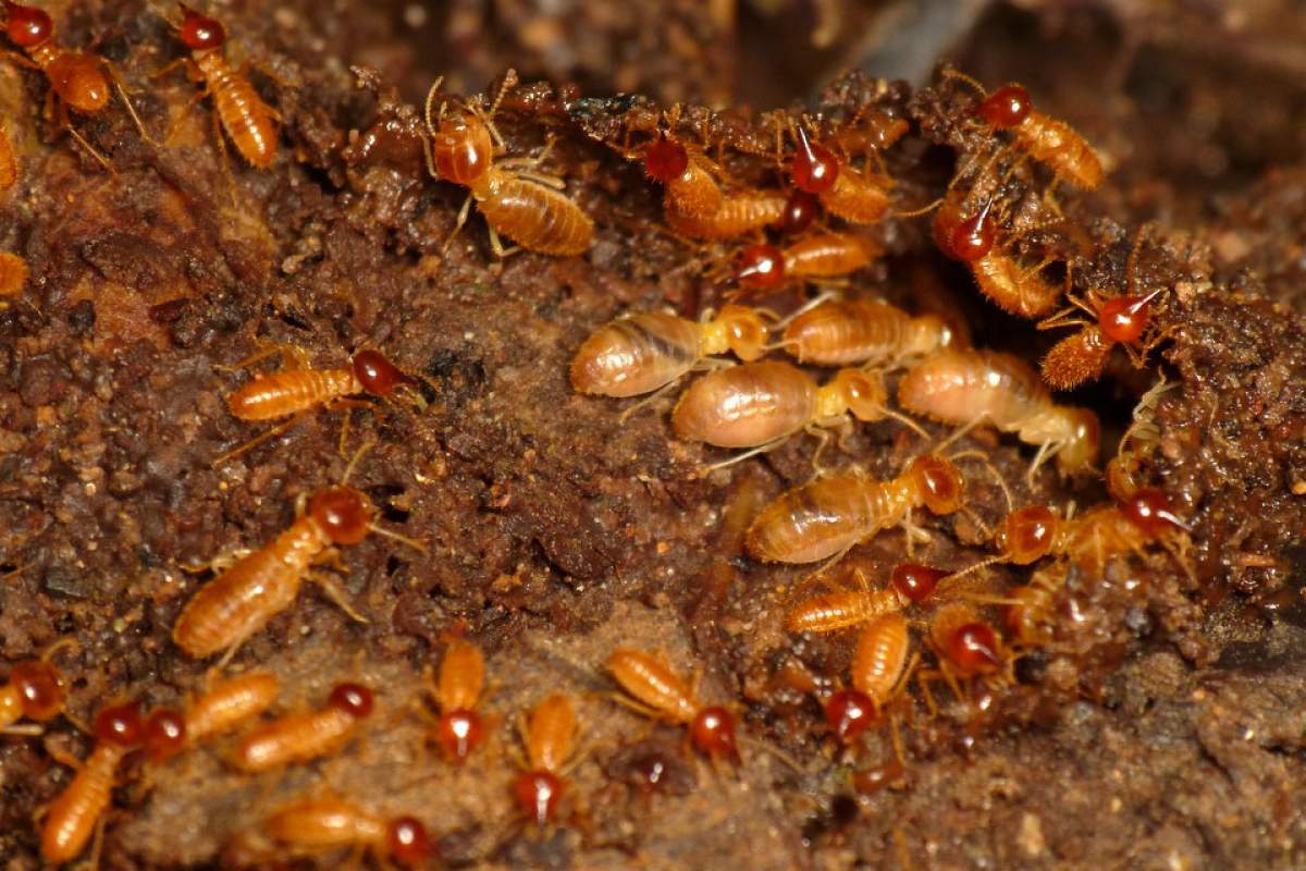 The Journey of Termites: From Colony to Infestation