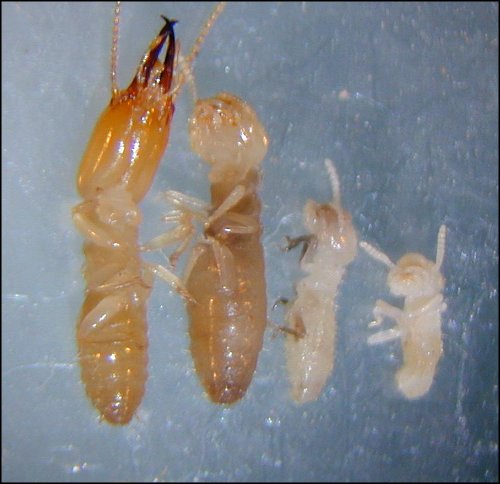 The Lifecycle of Termites: How Do Termites Breed