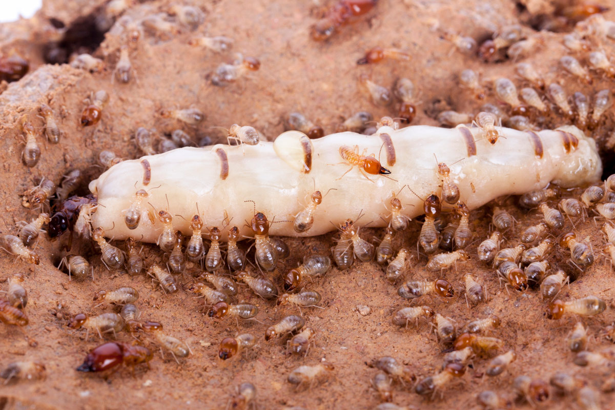 The Intricacies of Termite Breeding