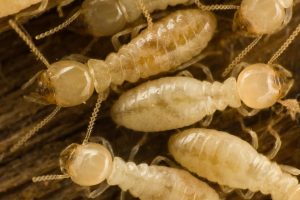 The Lifecycle of Termites: How Do Termites Breed?