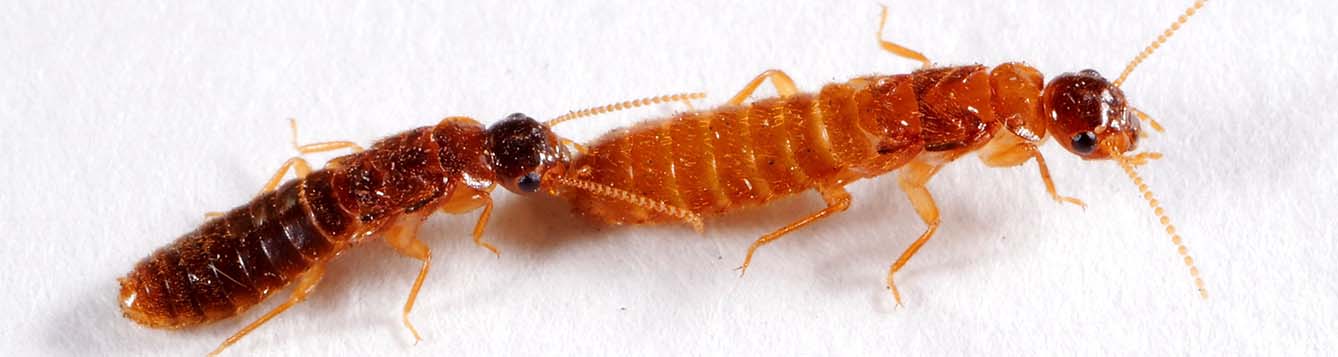 Understanding the Breeding Habits of Termites