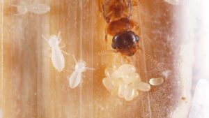 The Role of Kings and Queens in Termite Breeding