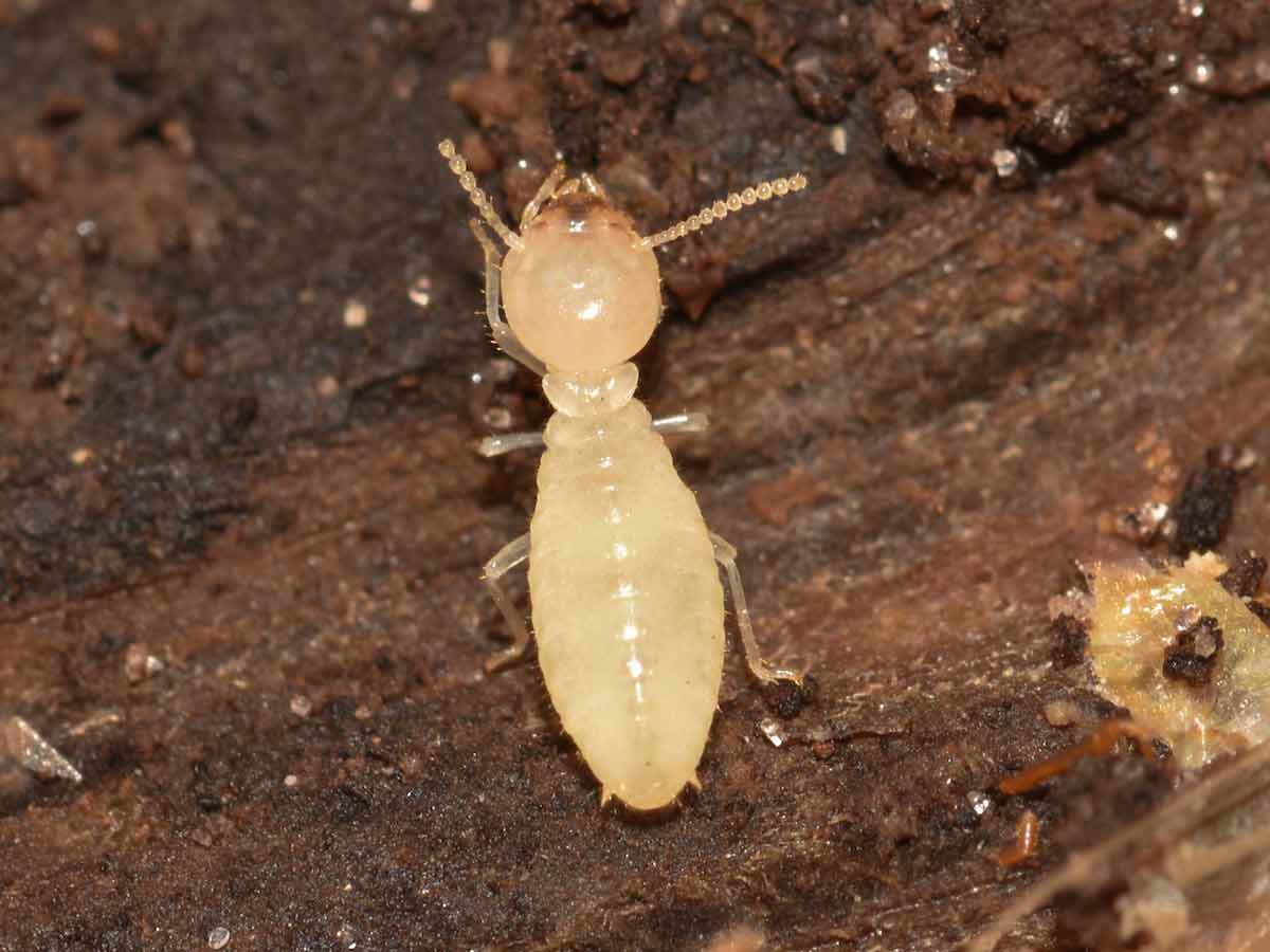 The Silent Spread of Termites