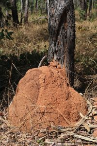 Understanding the Breeding Habits of Termites