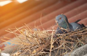 Birds as Pests: Control Techniques