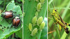 Identifying Common Garden Pests