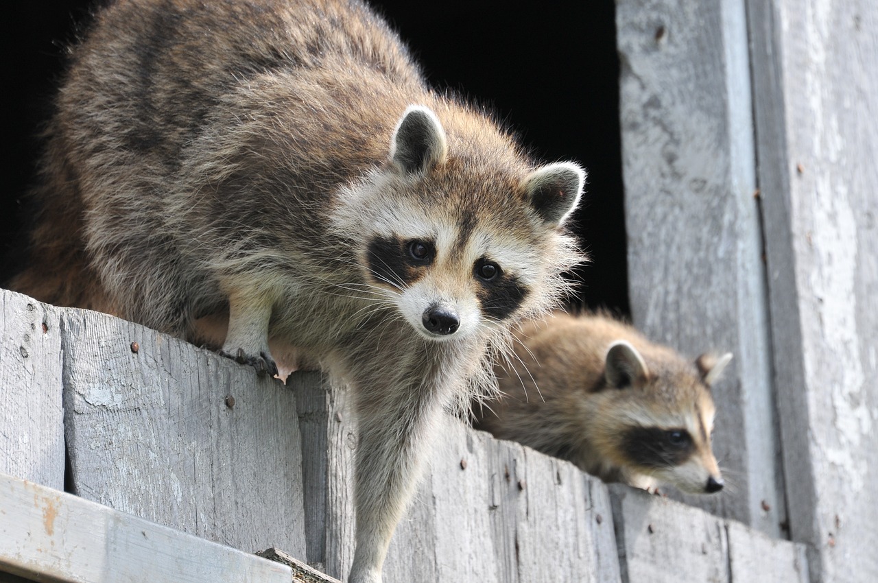 Managing Raccoons and Possums