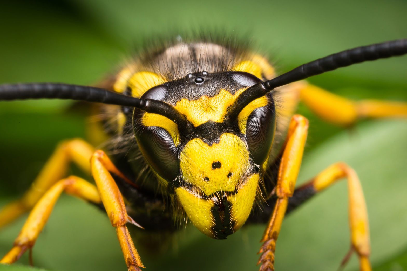 Safe Bee and Wasp Management