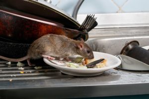 Health Risks of Rodents