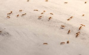 Common House Pests Explained