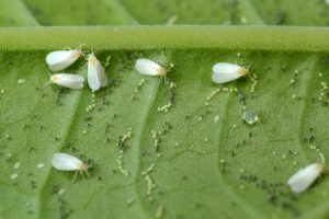 Top Indoor Pests to Watch For