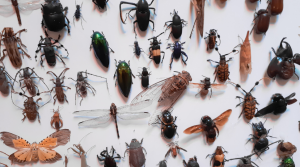 Types of Pests in Homes